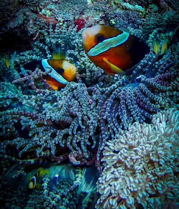 Ceningan Divers sustainable dive practices Bali