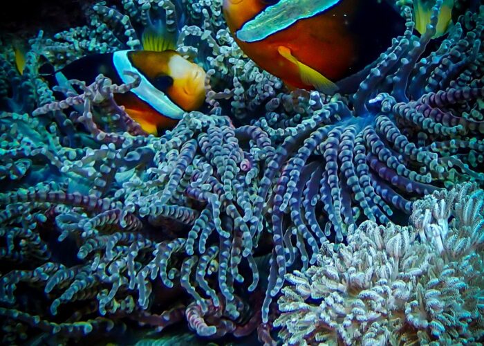 Ceningan Divers sustainable dive practices Bali
