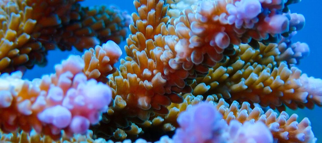 Marine conservation course at Ceningan Divers