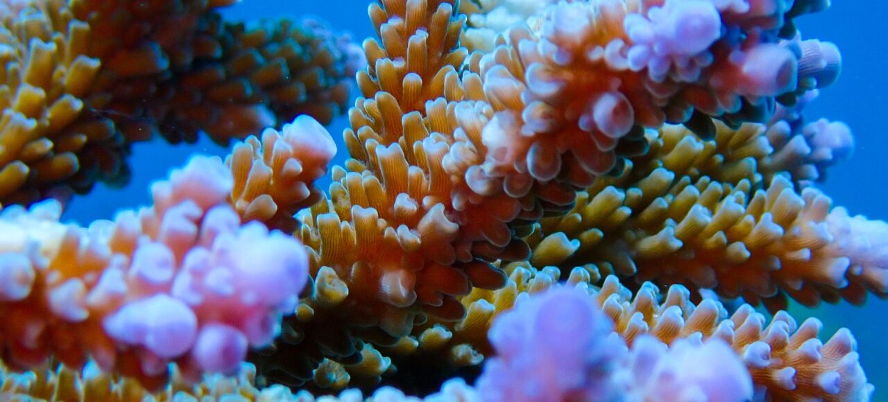 Marine conservation course at Ceningan Divers
