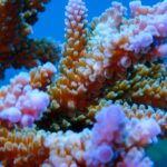 Marine conservation course at Ceningan Divers