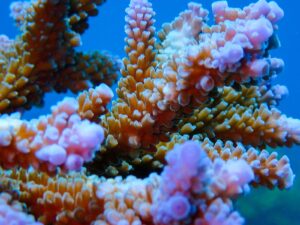Marine conservation course at Ceningan Divers
