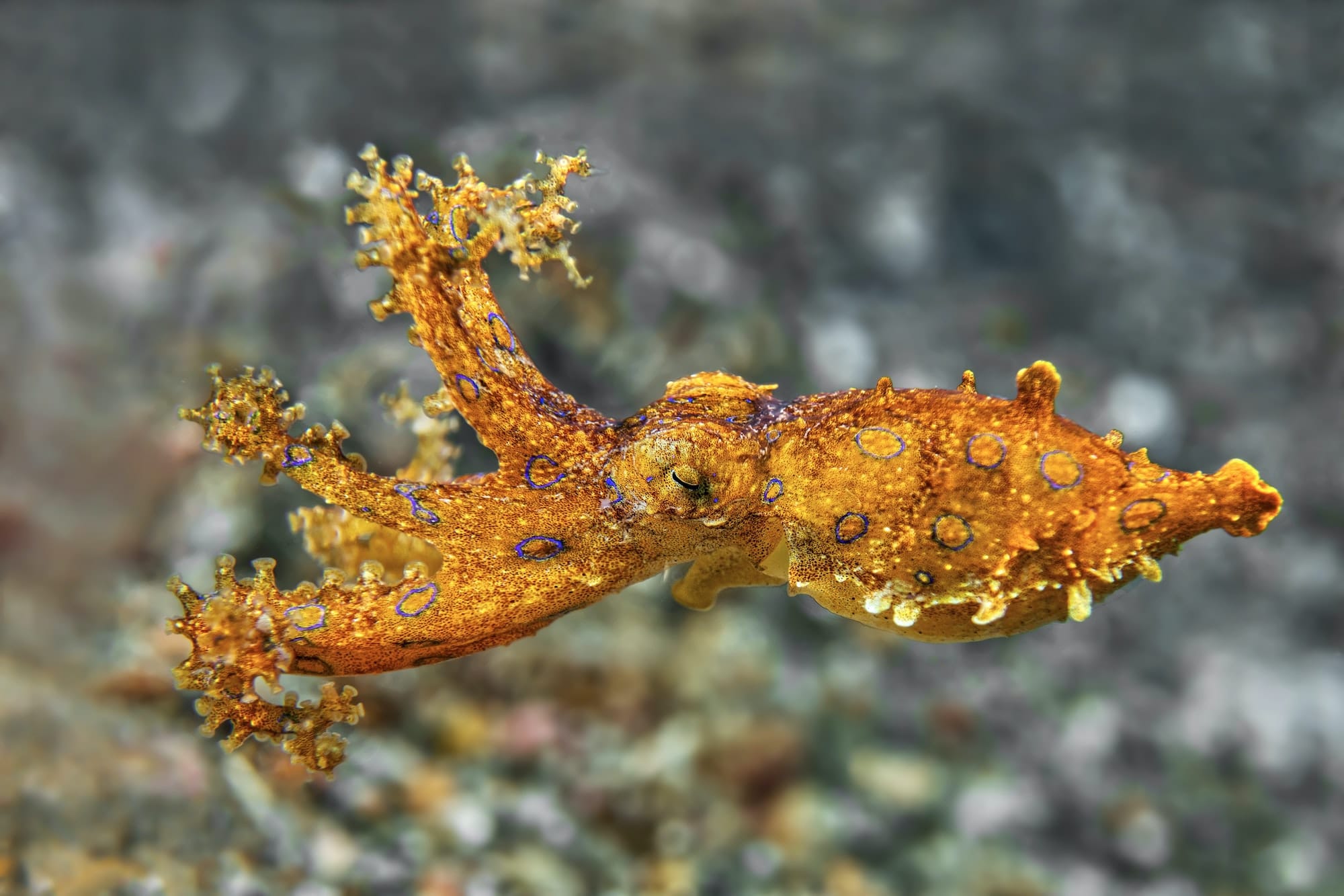 Octopus Coral Artificial Reef