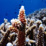 Coral restoration