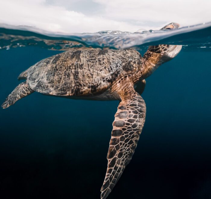 Turtle conservation
