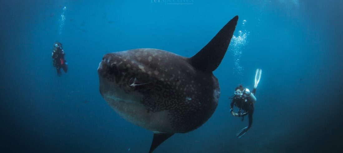 Diving with mola mola in Nusa Penida