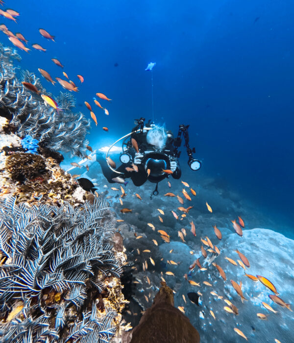 Reef Fish Course Ceningan Divers