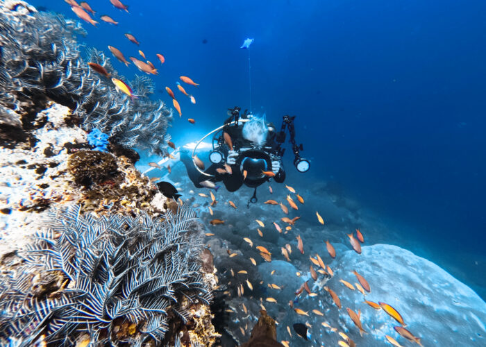 Reef Fish Course Ceningan Divers