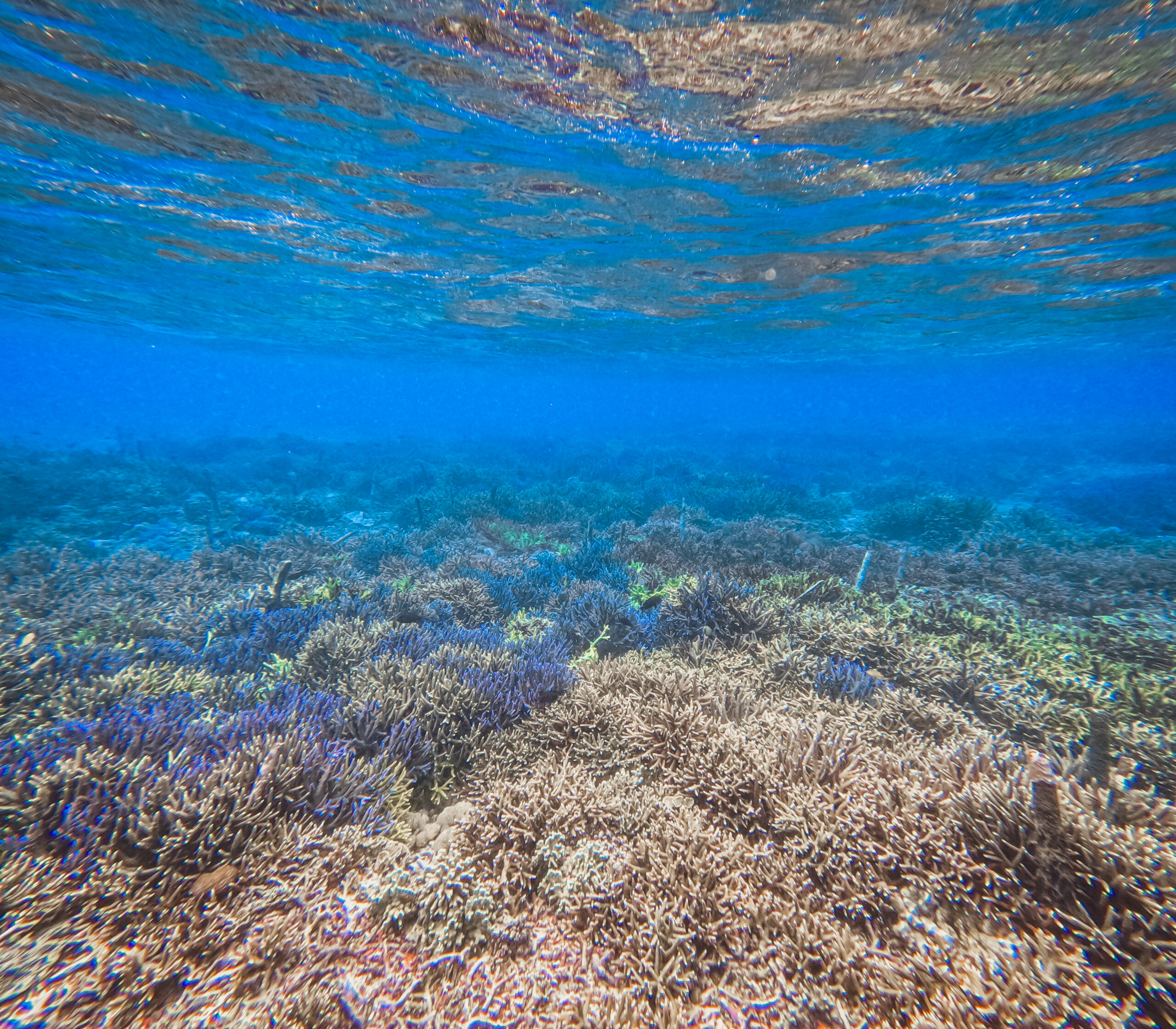 Coral Restoration Coral Restoration Bali