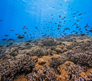 Healthy coral reefs near Ceningan Divers dive sites