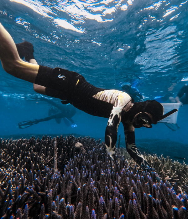 Coral Diving Ceningan Divers