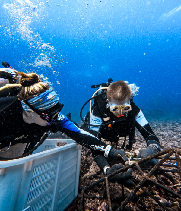 Coral Restoration in Bali