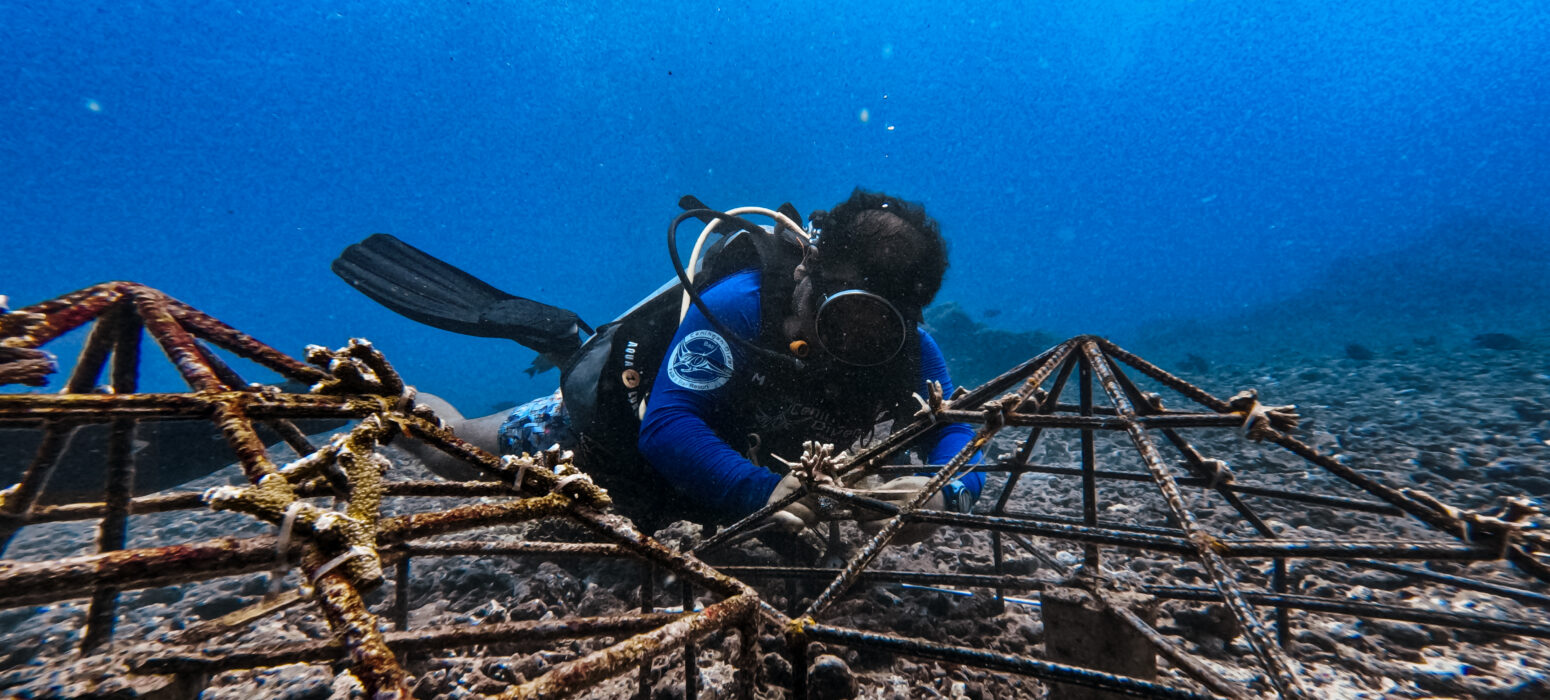 Coral restoration project led by Ceningan Divers