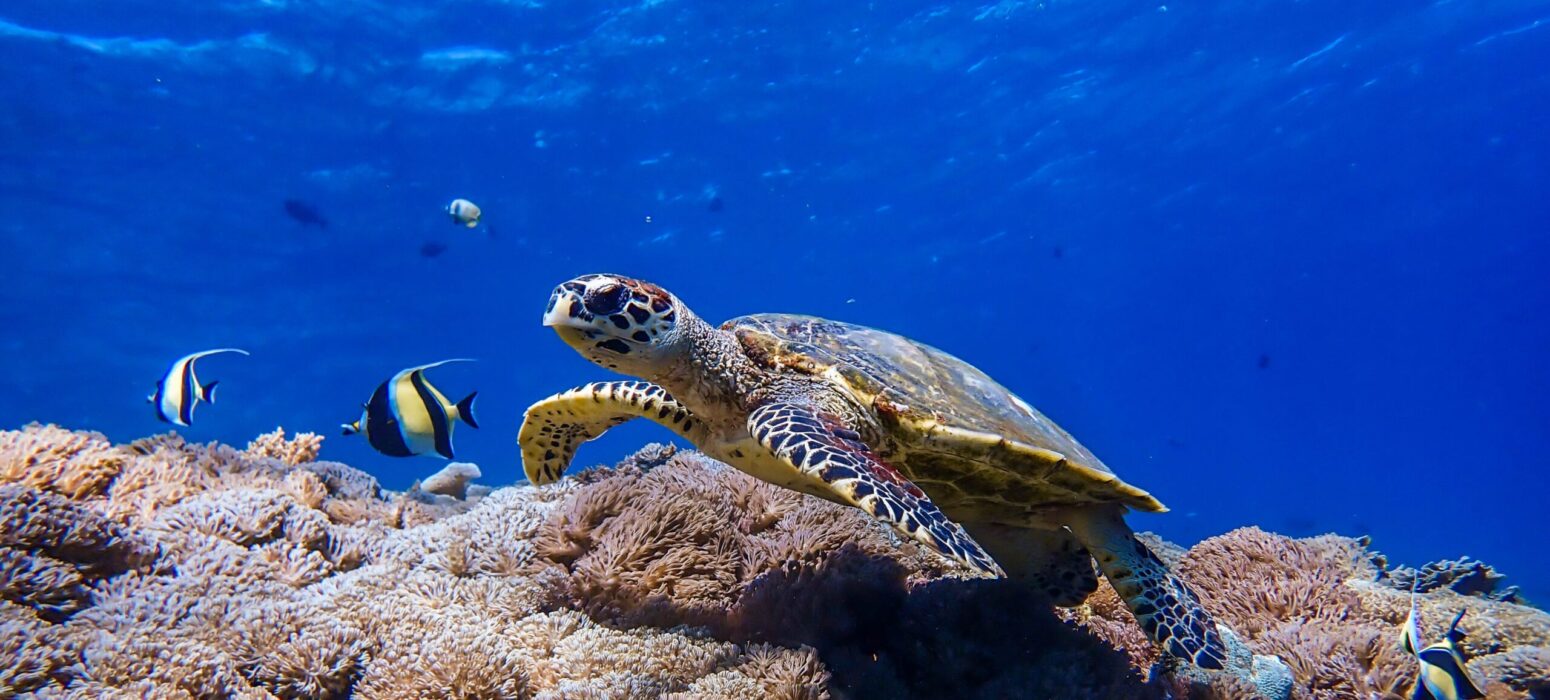Diving with sea turtles at Ceningan Divers