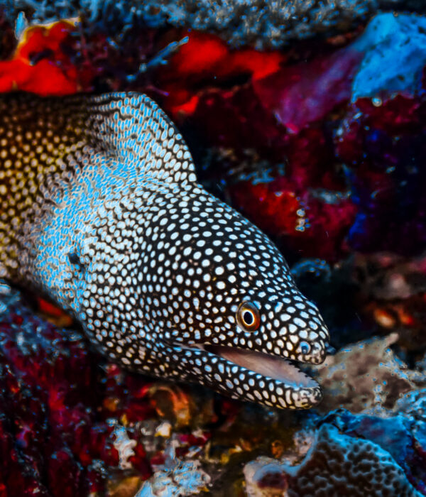 Coral Artificial Reef