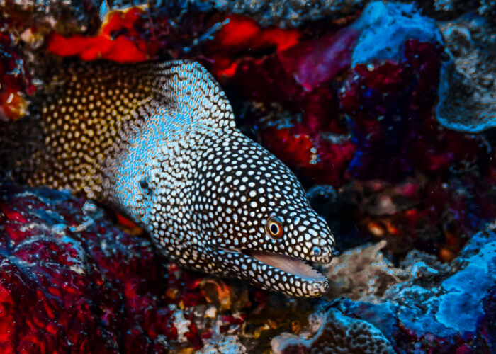 Coral Artificial Reef