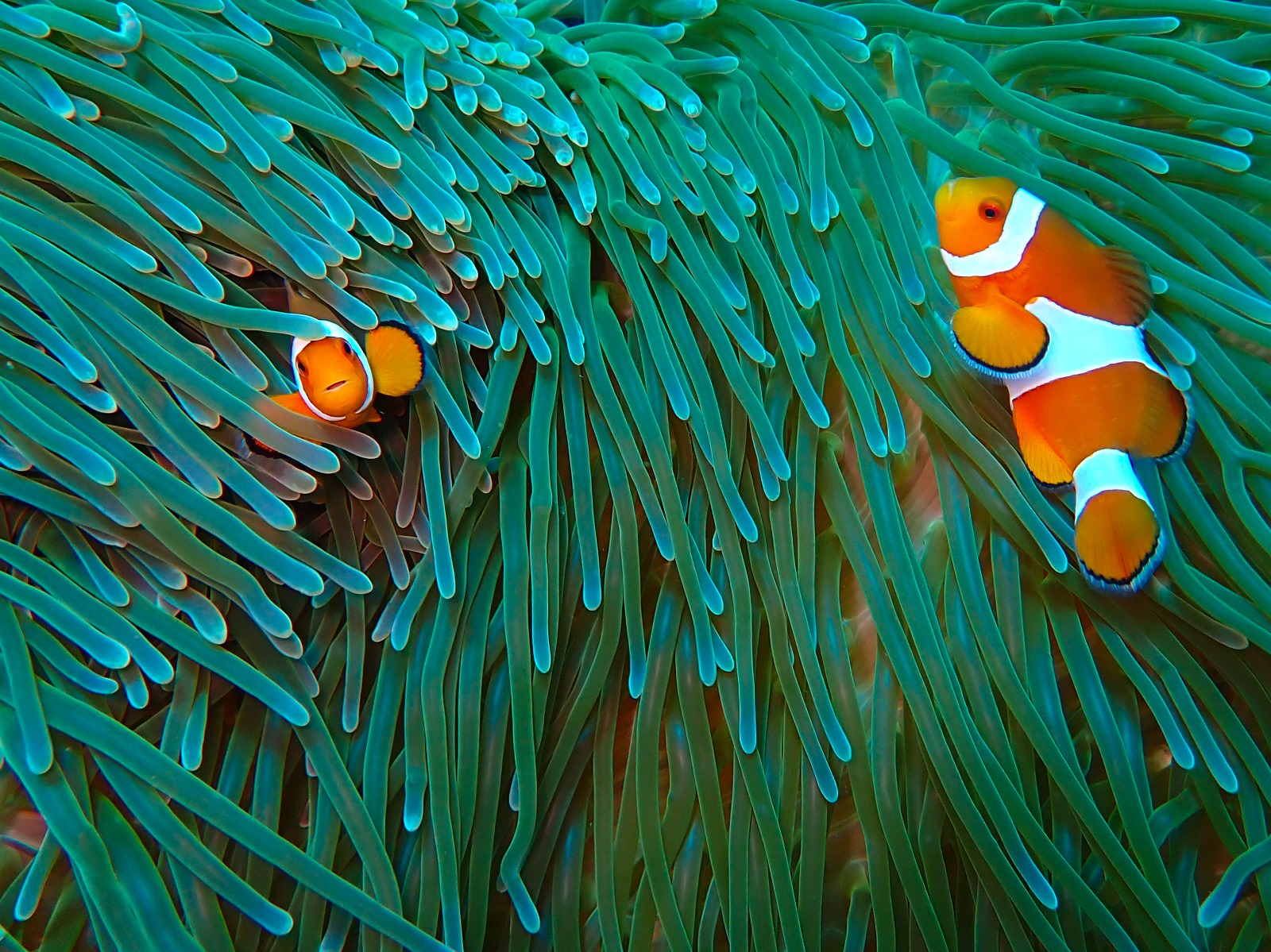 Clown fish Course Ceningan Divers