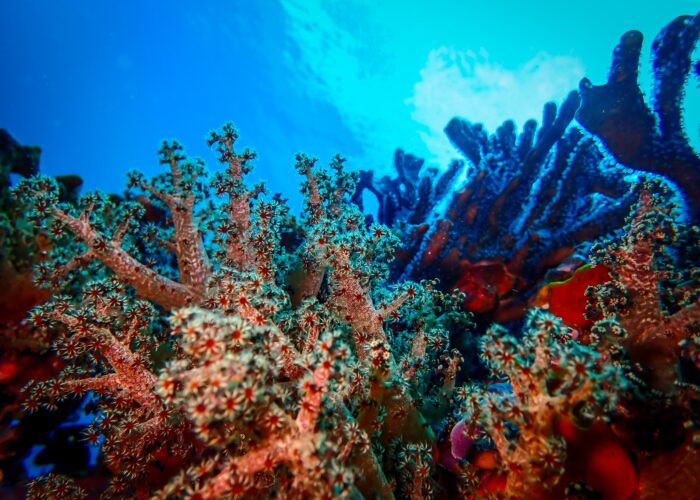 Coral Reef Conservation Ceningan Divers