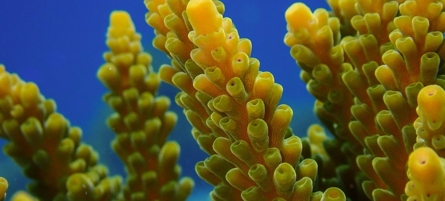 Marine conservation course at Ceningan Divers