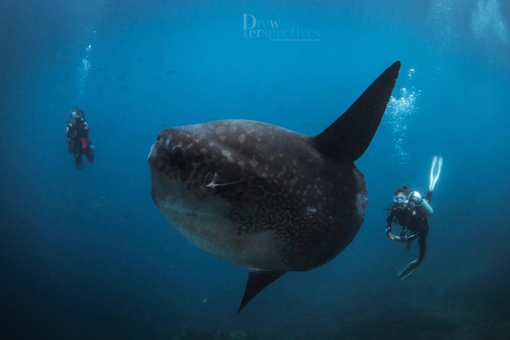 Diving with mola mola in Nusa Penida