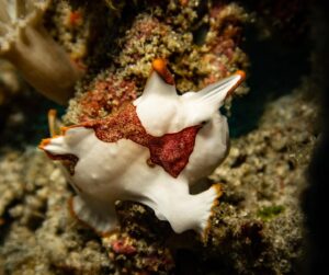 Dive Guide Bali Dive Guide Nusa Penida Dive site guide Coral triangle Nudibranch 