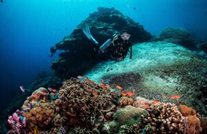 coral restoration