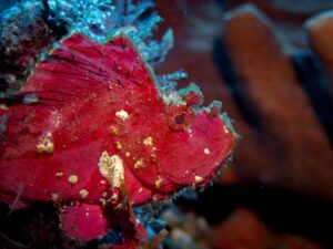 Reef Restoration Bali Indonesia The Corals of the Coral Triangle Coral Life Nusa Penida Diving in Bali 