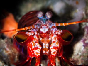 coral reef research Bali dive adventure travel eco resort Reef Restoration Dive Guide