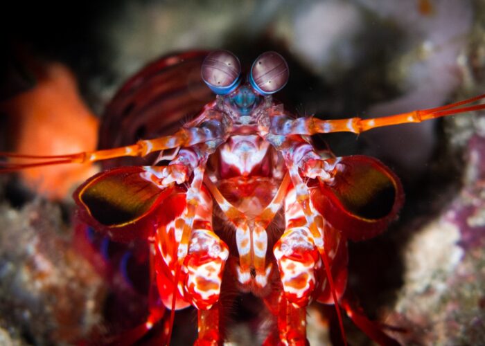 coral reef research Bali dive adventure travel eco resort Reef Restoration