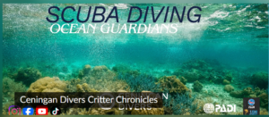 Conservation Tourism Eco-Diving Marine Biodiversity Ceningan Divers I-Naturalist Nusa Penida Citizen Science
