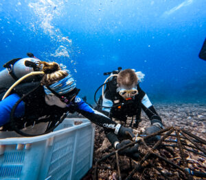 dive resort Bali PADI conservation courses Bali Penida manta diving 
