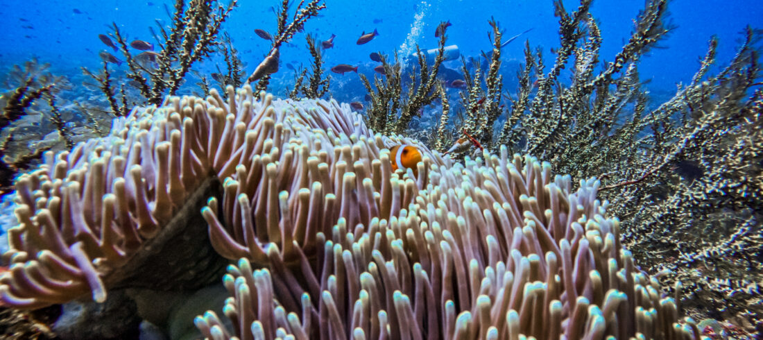 Coral Triangle Bali Ceningan Scuba Eco diving sustainable