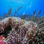 Coral Triangle Bali Ceningan Scuba Eco diving sustainable