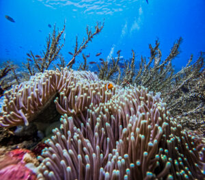 Coral Triangle Bali Ceningan Scuba Eco diving sustainable