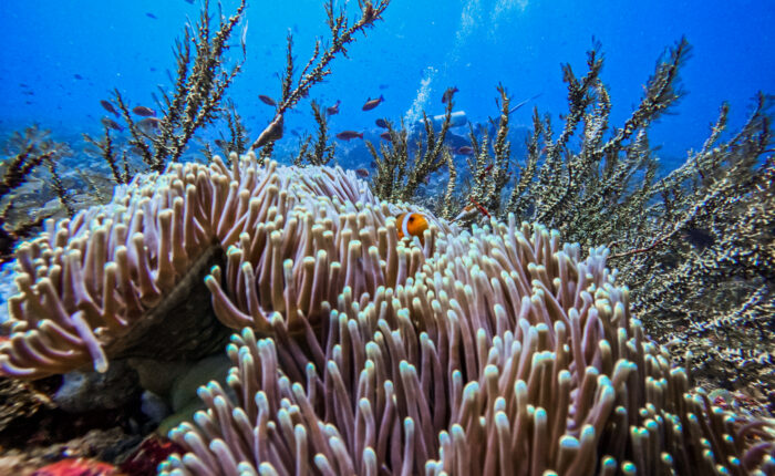 Coral Triangle Bali Ceningan Scuba Eco diving sustainable