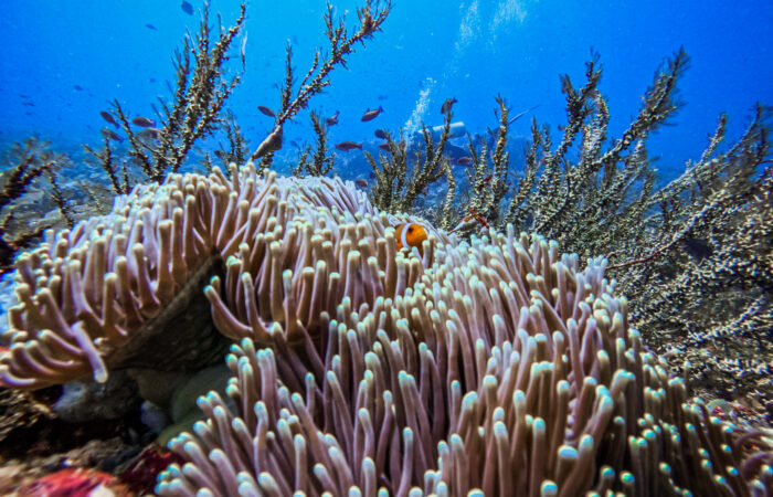 Coral Triangle Bali Ceningan Scuba Eco diving sustainable