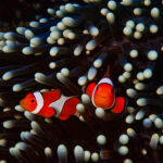 Group diving in Nusa Ceningan