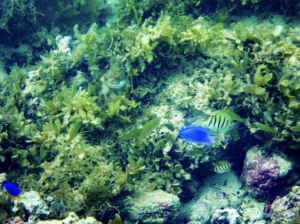conservation diving Bali, eco-friendly dive resort Bali